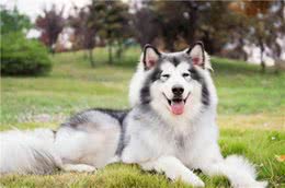 全球有名的巨型犬，知道3个就非常厉害了