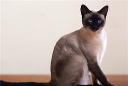 教你选猫系列，猫咪品种介绍及品相判断（15）—暹罗猫