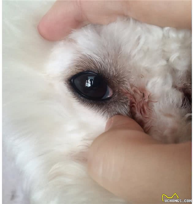 新手选狗攻略—如何挑选一只健康的狗狗