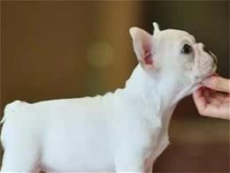 纯种法国斗牛犬，身上都有的5大特征，你家有吗？
