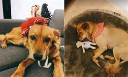 主人抱46斤狗腰挺不直，狗一脸幸灾乐祸，这么胖还不是你喂！