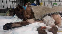 新西兰一猫咪被家中恶犬咬到内脏外翻，主人花费13万为它保命