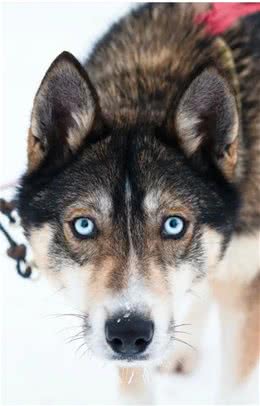 俄罗斯名犬西伯利亚雪橇犬，与众不同哈士奇
