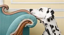 怎么训练狗狗嚼食物