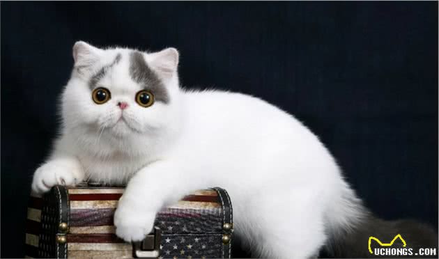 异国短毛猫泪痕严重怎么办？异国短毛猫泪痕怎么清理？
