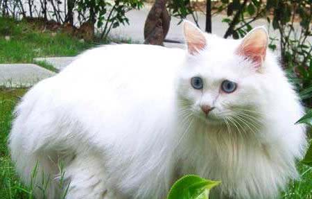 临清狮子猫