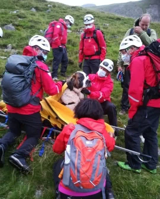 一百多斤的圣伯纳犬受伤后，需要多少个人抬下山？