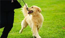 关于抑郁症，西方国家偏爱“宠物疗法”？