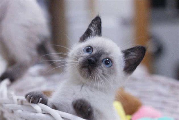 世界10大名猫，暹罗猫和孟加拉猫领衔，你最喜欢哪一个？