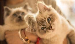 萌宠小知识！为什么猫猫怕水？