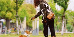 医学基础知识：狗狗的散热方式