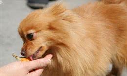 养宠经验：狗狗总是不吃饭怎么办？狗狗挑食的处理方法