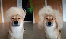 “如果狗毛能换钱，我的身价早就超过马云了”