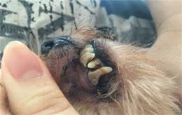 狗狗的口腔问题，你重视到哪个程度？记得按时给狗狗刷牙