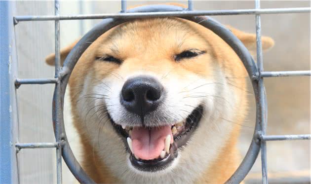 柴犬跑了怎样追回？怎样防止柴犬“撒手没”