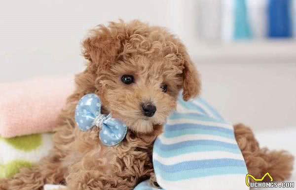 养泰迪犬时，记住这6个要点，包你养出一只聪明又健康的狗