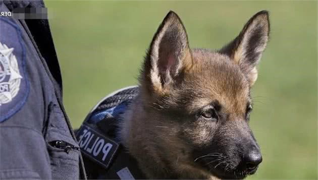 2个月大警犬首次接受训练，竟打起了瞌睡，模样甚是熟悉