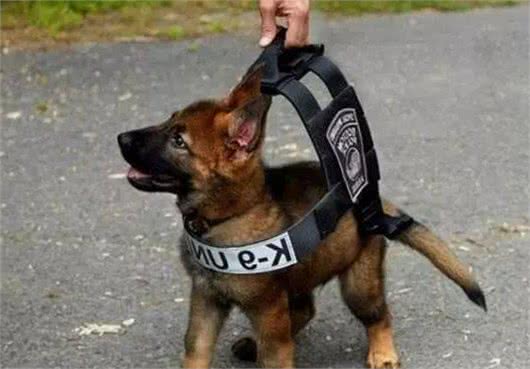 2个月大警犬首次接受训练，竟打起了瞌睡，模样甚是熟悉