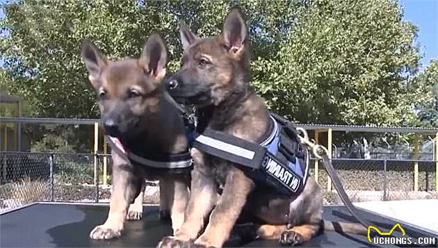 2个月大警犬首次接受训练，竟打起了瞌睡，模样甚是熟悉