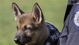 2个月大警犬首次接受训练，竟打起了瞌睡，模样甚是熟悉