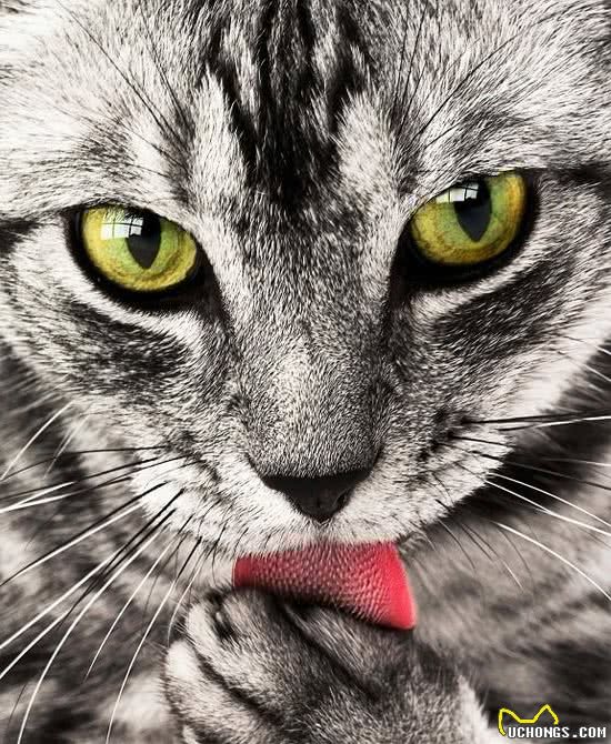 小巧玲珑虎斑猫