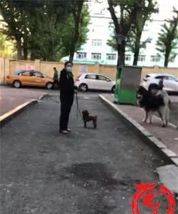 宠物狗咬人，哈尔滨一医院一天接诊百余例