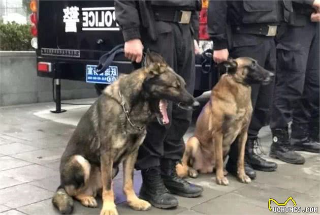狗狗不小心帮忙破案了，警局奖励一包狗粮，上台领奖时太滑稽了