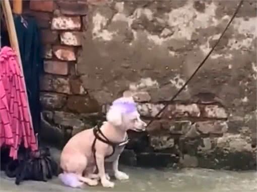 狗狗全身被涂满颜色，路人笑道：我们小时候也如此