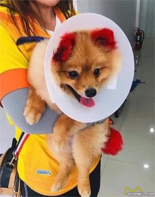 狗狗全身被涂满颜色，路人笑道：我们小时候也如此