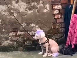 狗狗全身被涂满颜色，路人笑道：我们小时候也如此