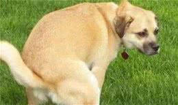 养狗狗这么长时间了，你知道狗狗一天拉几次便便算正常吗？