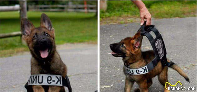 警犬的标准是什么？中华田园犬这么聪明，为何当不了警犬？