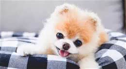 狗狗每天究竟该吃多少，90%宠主都问过的问题