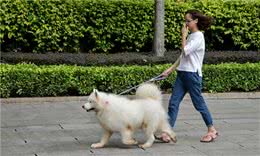 从遛狗时间，就能看出你养什么狗！你一般几点遛狗呢？