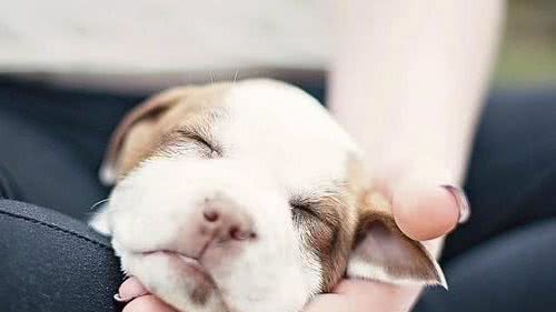 欢哥说宠-幼犬喂养过程中的注意事项及细节