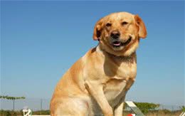 拉布拉多犬常见的4种颜色，有你喜欢的吗？