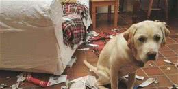 狗狗做错事，宠主用这些方法惩罚它，不但不听还会报复你