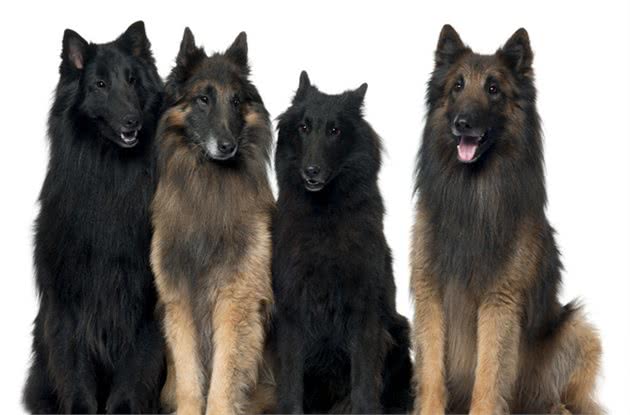 牧羊犬中的佼佼者，也是警犬的好苗子，这种狗狗真的好厉害