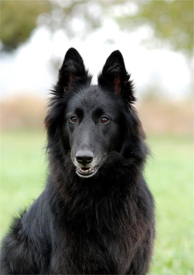 牧羊犬中的佼佼者，也是警犬的好苗子，这种狗狗真的好厉害