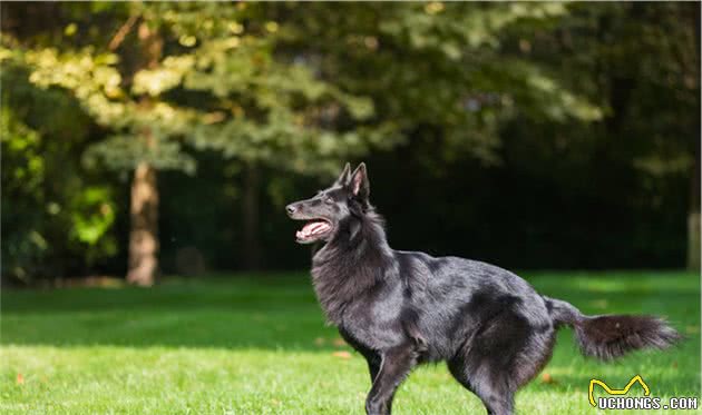 牧羊犬中的佼佼者，也是警犬的好苗子，这种狗狗真的好厉害