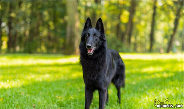 牧羊犬中的佼佼者，也是警犬的好苗子，这种狗狗真的好厉害