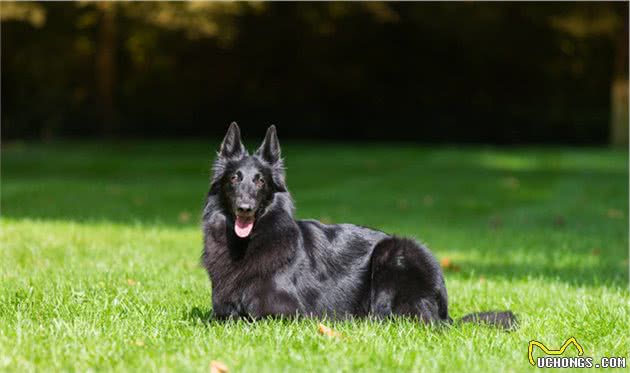牧羊犬中的佼佼者，也是警犬的好苗子，这种狗狗真的好厉害