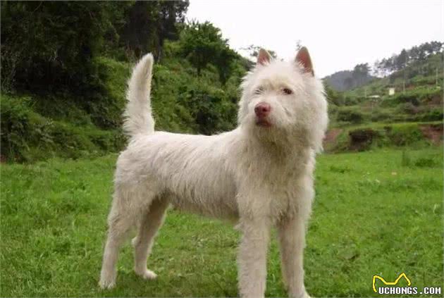 中国本土猎犬-下司犬，能战藏獒？