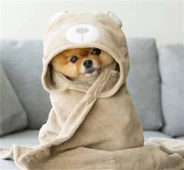 不要把博美犬“送人”，因为这些“后果”，你不一定能承受