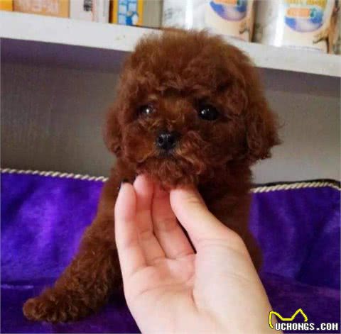 6个表现提醒你，泰迪犬该“驱虫”了！
