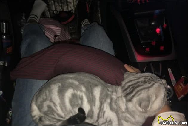猫的耐热极限是56度，怕猫热给猫剃毛，完全是多此一举