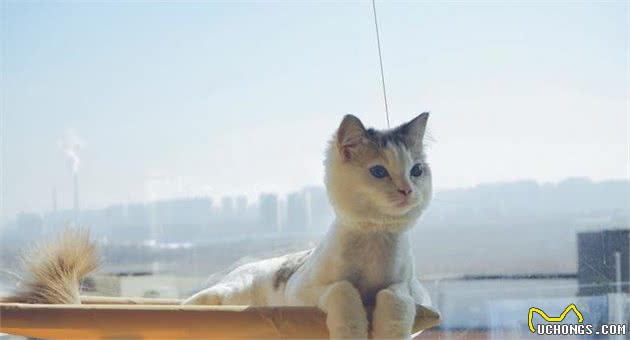 猫的耐热极限是56度，怕猫热给猫剃毛，完全是多此一举