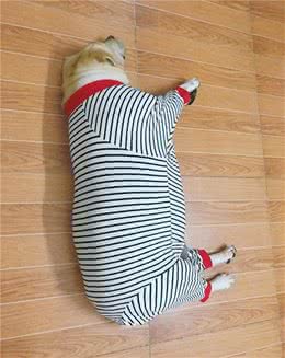 养拉布拉多犬吗？这些原因，让你知难而退