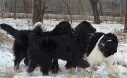 全球十大已经灭绝的狗，战犬、水犬、狼犬、产毛犬应有尽有