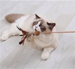 老祖宗告诫：这几种猫不能养，注意了